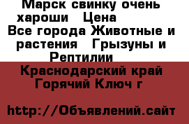 Марск свинку очень хароши › Цена ­ 2 000 - Все города Животные и растения » Грызуны и Рептилии   . Краснодарский край,Горячий Ключ г.